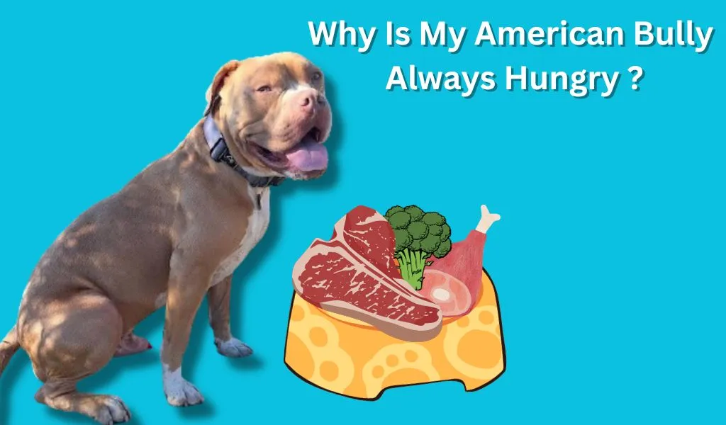 Why is my american bully always hungry